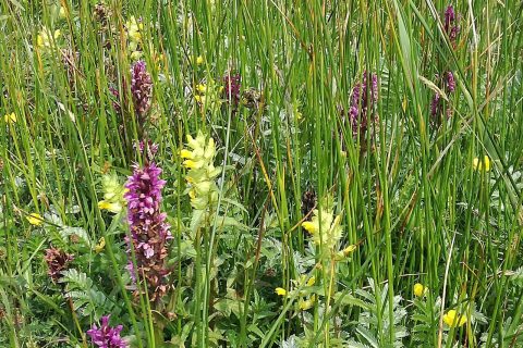 Biodiversiteit