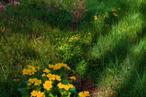 Dotterbloemen