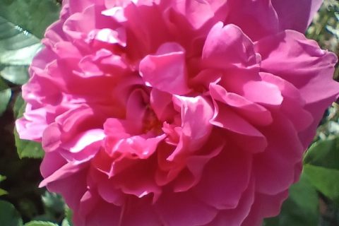 Rhododendron