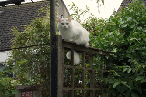 Witte kat